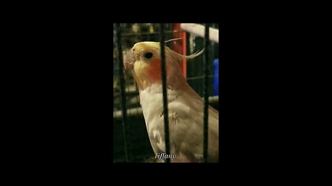 Cute Cockatiel singing and whistling...