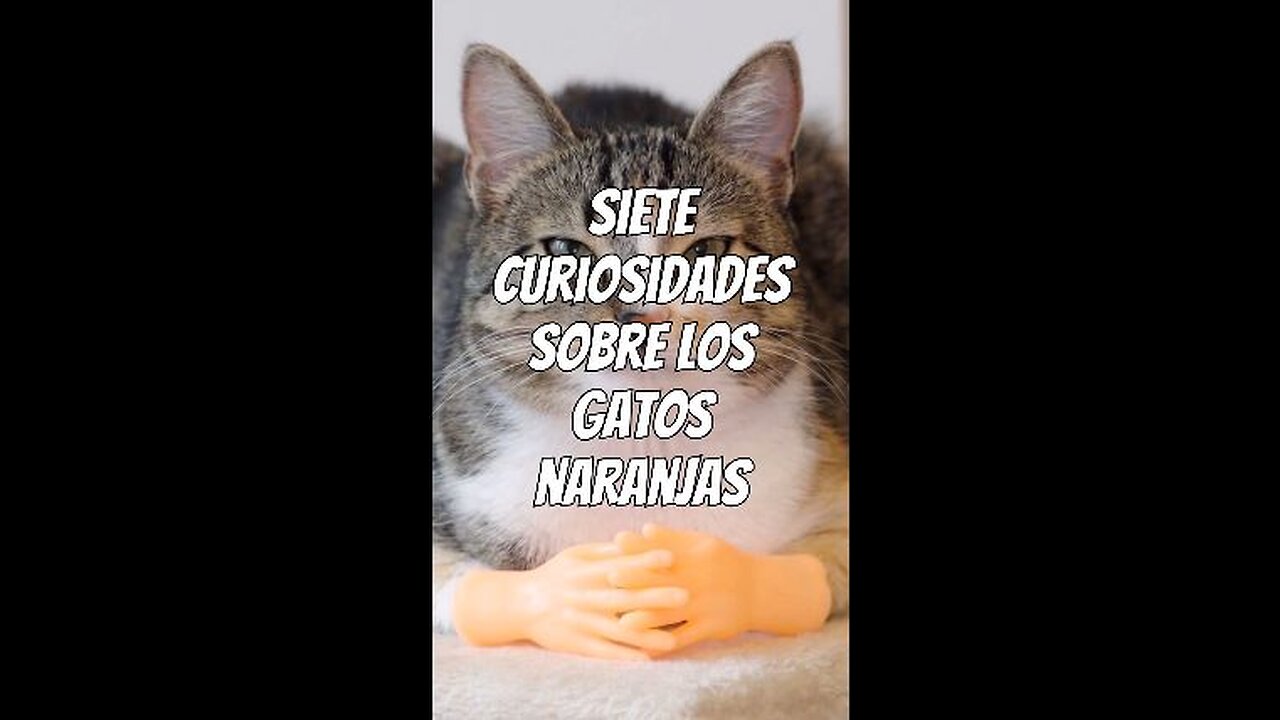 gatos naranjas