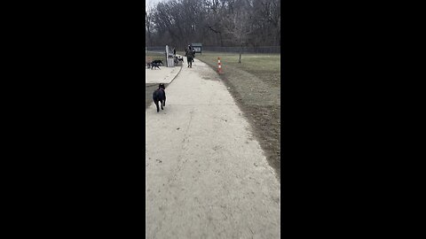 The Mayor of the dog park