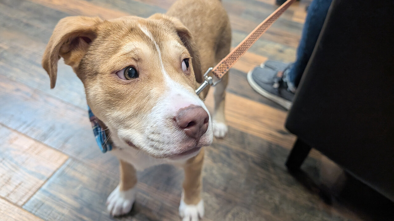 Pet of the Week: Dutton at Happy Tails Humane Society