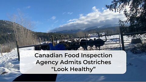 Canadian Food Inspection Agency Admits Ostriches "Look Healthy"