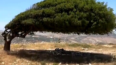 The trees are very shady like the roof of a cool house #shorts #viral