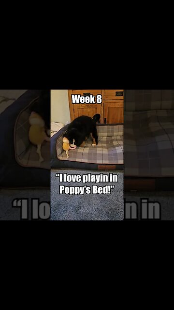 🐕Come meet Rosie the🐕Bernese Mountain Dog Puppy🐕 - Week 8 - Time to Explore!🏡#cute #cutedog