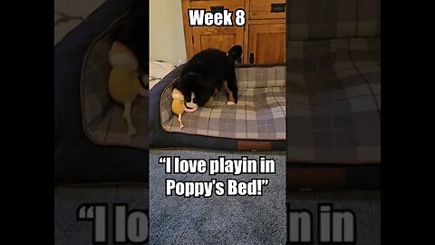 🐕Come meet Rosie the🐕Bernese Mountain Dog Puppy🐕 - Week 8 - Time to Explore!🏡#cute #cutedog