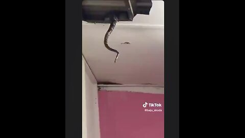 The snake problem was a little bigger than they thought it was - Holy crap 🐍