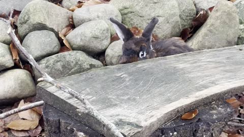 Rainy day bunnies cozy indoors on the farm ☔🐇