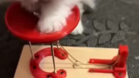 Funny Animals 2025Funny Cats and Dogs video part17