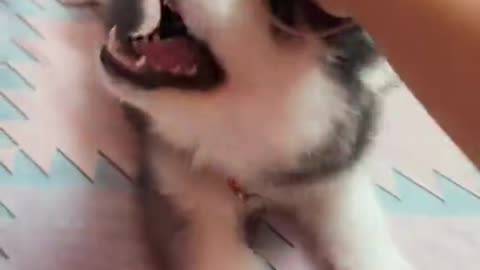 Dog's comedy videos that will make you laugh hard