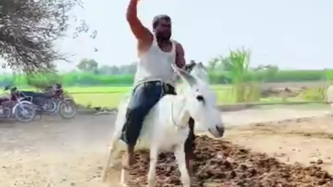 "Man vs Donkey – The Funniest Village Moment
