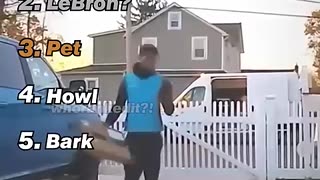 Incredible: Ranking the Funniest Dog Moments (Part 2)
