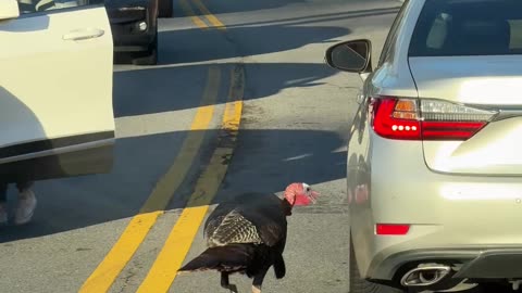 Turkey Chases Reflections In Traffic