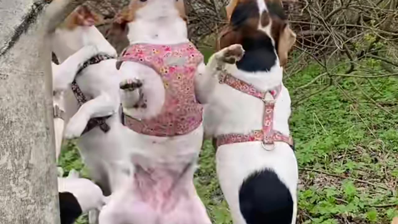 The crazy Jacks are at it! They're breaking down trees like Terminators! 💥