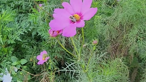 A Bee slacking as another pulls off a cool hook landing,