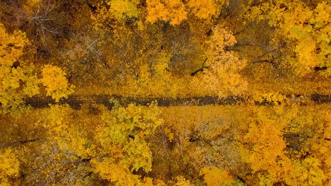 Lofi Classical Sanctuary