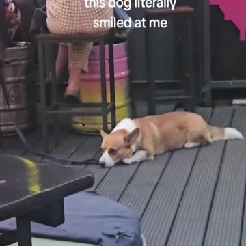 This video will make you smile