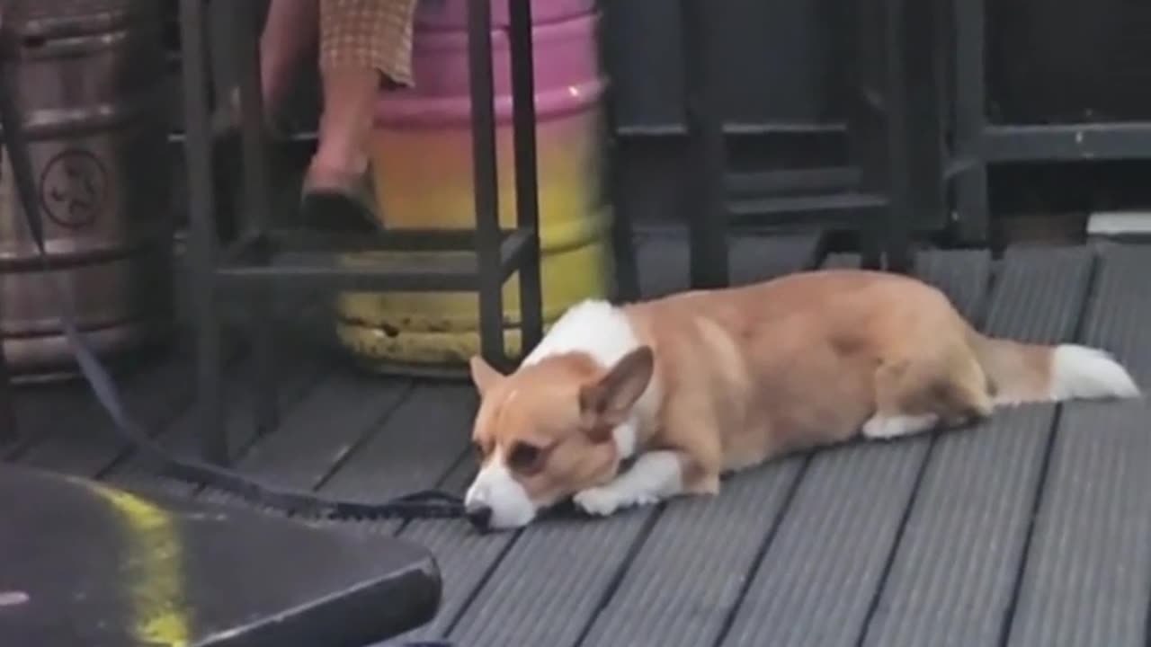 This video will make you smile