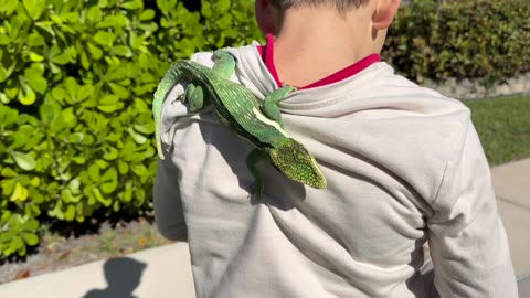 "Frozen Iguanas" in Florida after the Last Cold Spell was AWESOME!