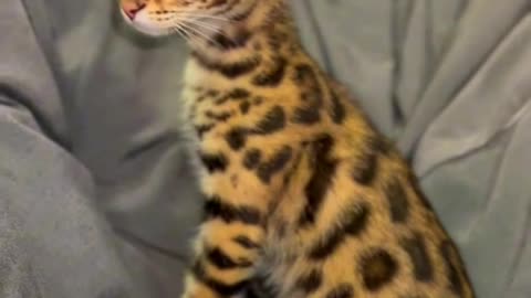 the five most expensive cats in the world