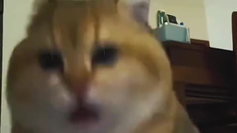 The owner and pets afride the liting strikes|| comedy_part_4