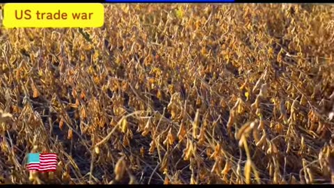 China agree to buy 180,000 tons of soybeans after meeting with trump