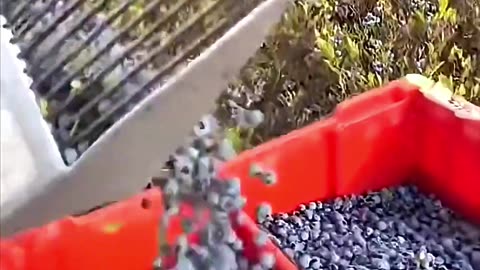 Fruits That BOOST Energy, Vitality, and Performance Naturally- Men Over 40 MUST EAT