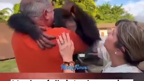 Most emotional gorilla