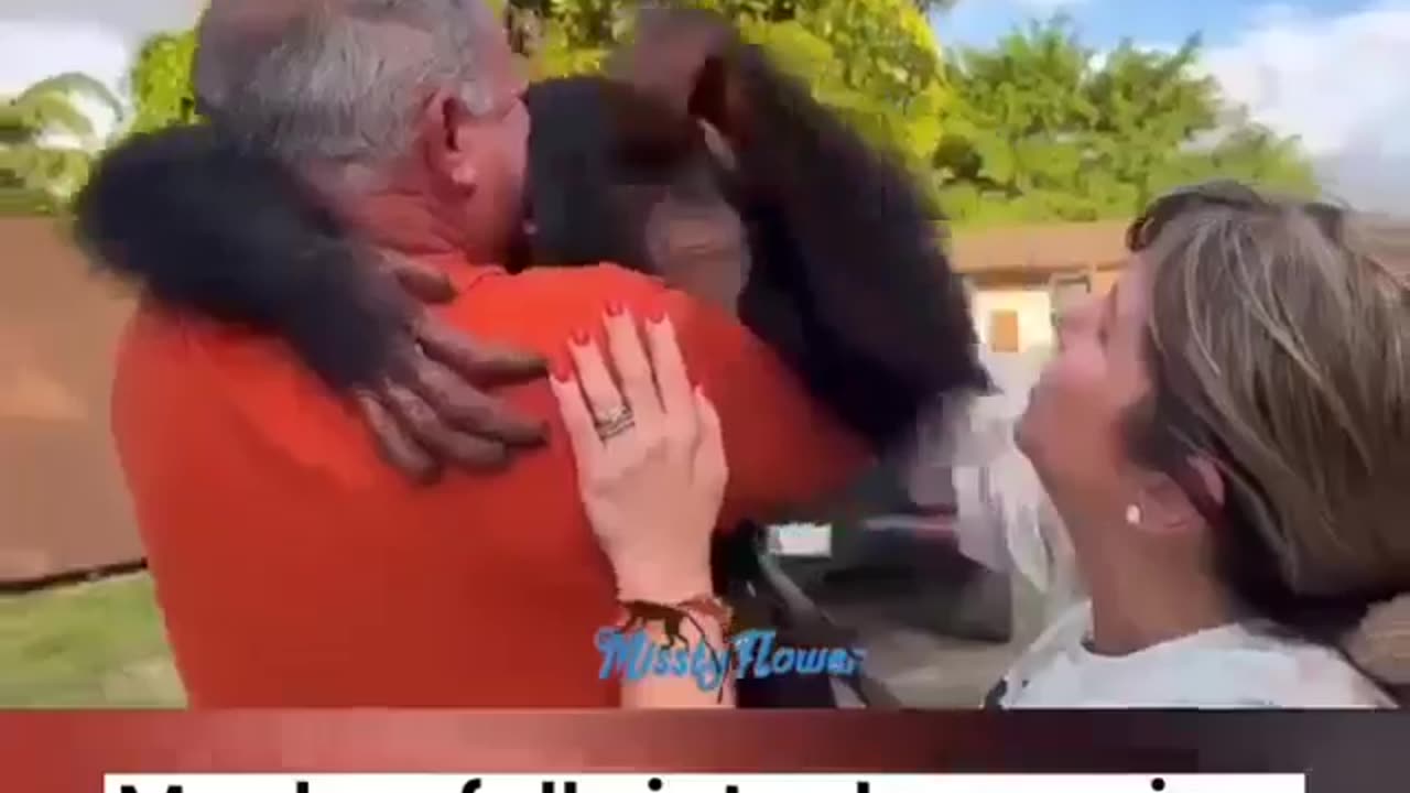 Most emotional gorilla