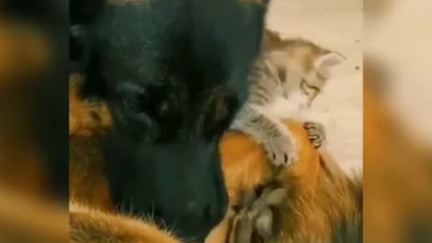 dog sleeping with cat