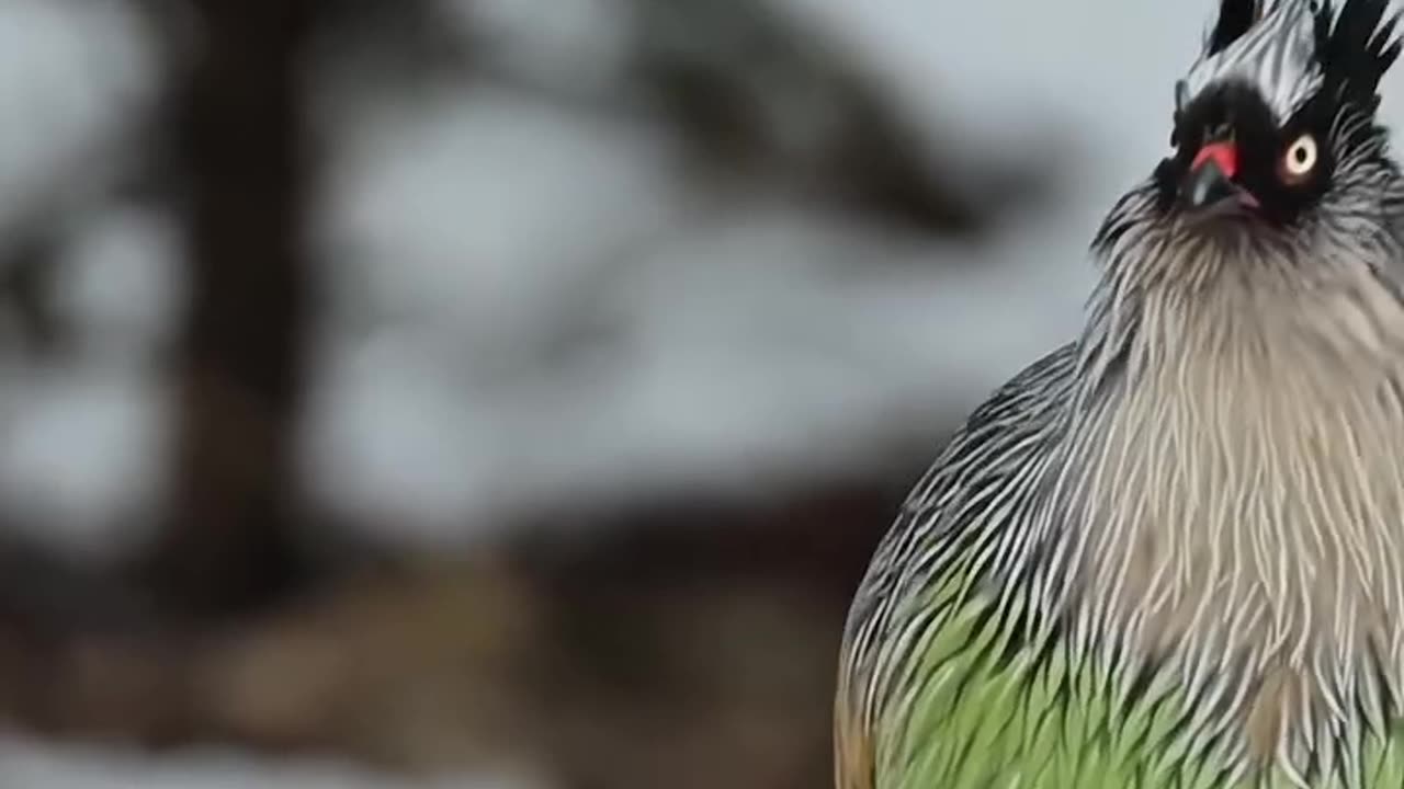 Capturing the breathtaking beauty of the Blood Pheasant, a true gem of the Himalayas