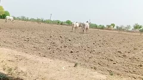 Cows on Field