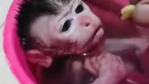 Cute baby monkey