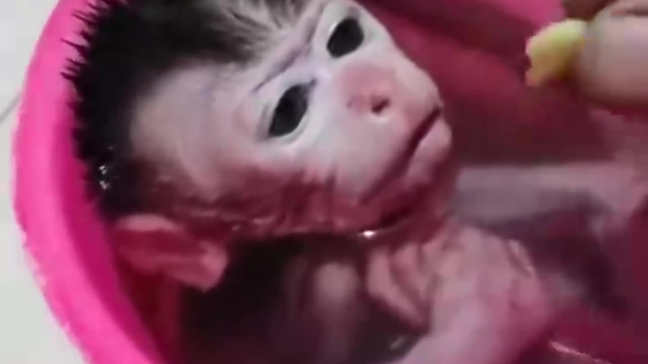 Cute baby monkey