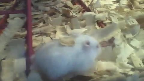 White hamster stay walking among the wood chips in the pet store, very fluffy! [Nature & Animals]