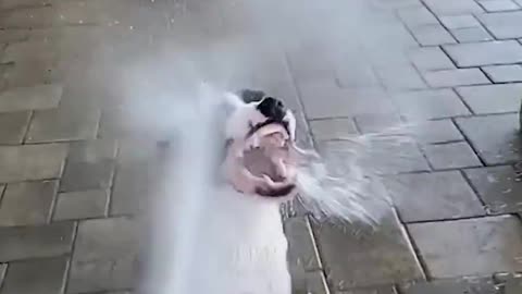 Cute Dogs Playing with Hose - Funny