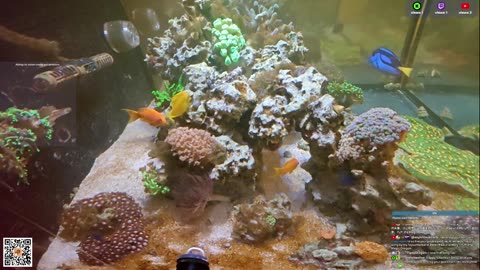 24/7 Real Live Reef Stream