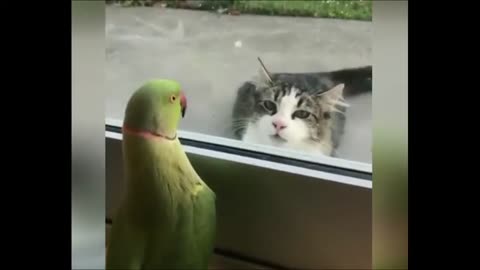 Funny Bird