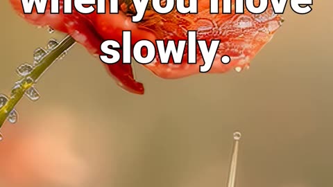 The world feels softer when you move slowly #motivational #naturesounds #sleepmeditation