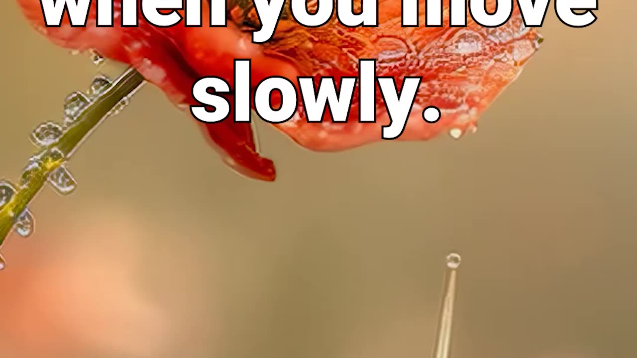 The world feels softer when you move slowly #motivational #naturesounds #sleepmeditation