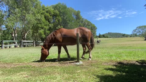 Australian Draught Horse in Australia