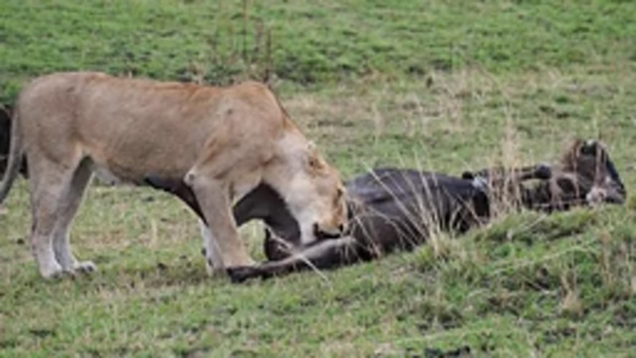 Lioness eating a wildebeest in Kenya