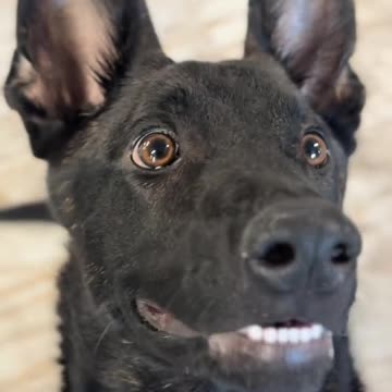 Hilarious Dog Zoomies Like He's On Redbull – Must Watch!