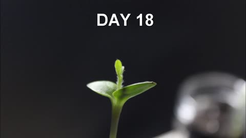 Sunflower Seed Time Lapse Race Between Two Seeds