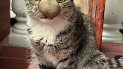 wait for the end 😂😂 cat vs honey