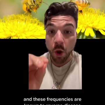 The Magical Healing Powers of BEES and Their Sacred Frequencies 🐝