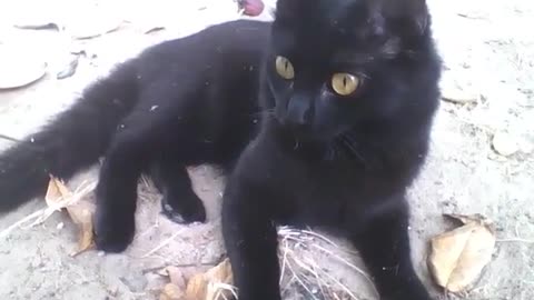 Fuffly cute black cat is pretty, could be a magazine cover [Nature & Animals]