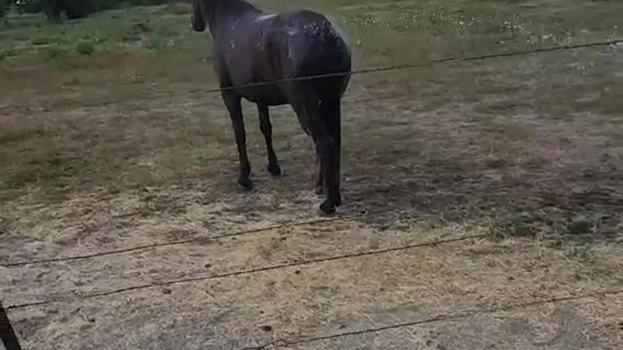 Freyja taking a bath! #splishsplash #shorts #horse