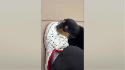 Playful, cute, and docile animals, let's have a little laugh!