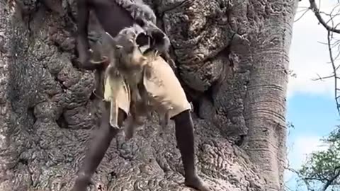 Bee Attacked Hadzabe Boy