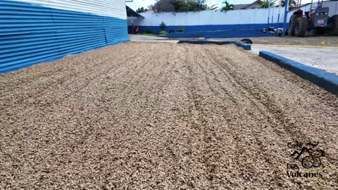 area de secado del cafe