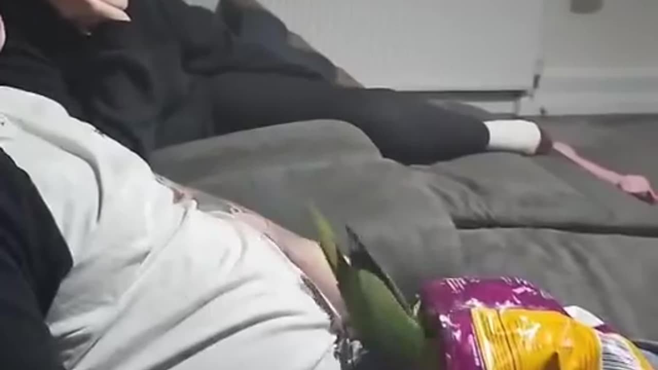 @Funny Bird Feeder. 🆗😂